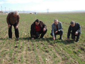 Tarım Sigortasına İlgi Her Geçen Gün Artıyor