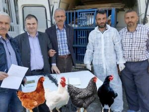 Tarım Kredi’den Köylüye Tavuk