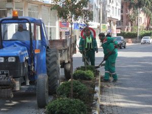 Kavşak Düzenlemesi Sebebiyle Ağaçlar Taşınıyor