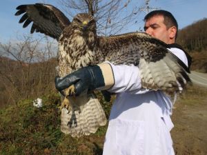 Ordu’da Şahin Tedavisi Arttı