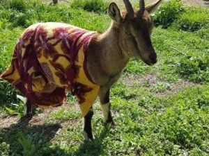 Yaralı Dağ Keçisine Belediye Sahip Çıktı