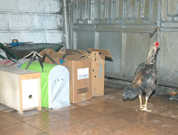 Rize'de horoz dövüştüren 27 kişiye 169 TL. para cezası