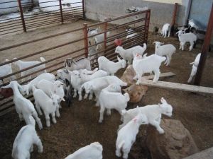 Enerji Üreten Doğa Dostu Çiftlik