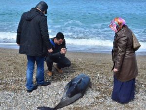 Kafası Olmayan Yunus Balığı Karaya Vurdu