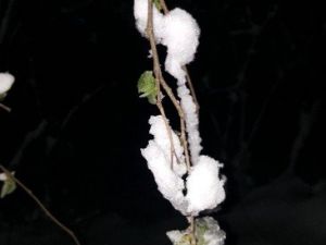 Korkulan Oldu, Fındık Dondu