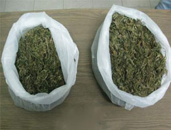 Rize'de 275 gram esrar ele geçirildi