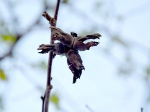 Üreticinin Umudu “Fındık" Yandı
