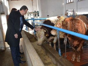 Ordu’da 2015 Yılında Hayvancılığa 12 Milyon Tl Destek