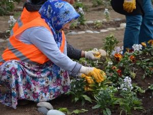 Görele Belediyesi Rengarenk Çiçekleri Toprakla Buluşturuyor