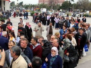 Bin “Mazı Fidanı” Yarım Saatte Tükendi