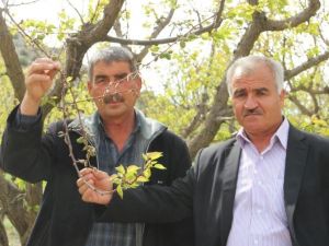 Mut’ta Kayısıyı Don Vurdu