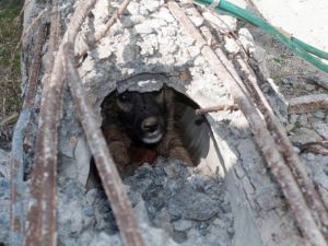 Çorum’da Köpek Kurtarma Operasyonu