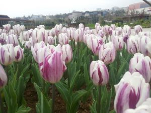Trabzon Rengarenk