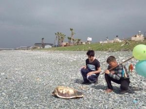 Dörtyol Sahilinde 6 Deniz Kaplumbağası Ölü Bulundu