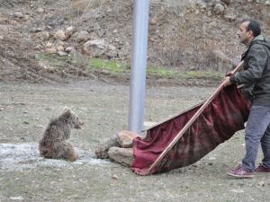 Çaya Düşen Yavru Ayıyı Vatandaşlar Kurtardı