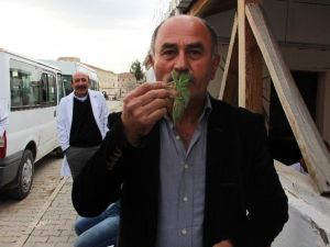 Isırganı Isırarak Yiyor