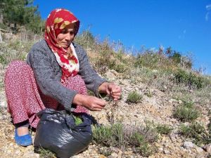 Amanoslar’da Kekik Zamanı