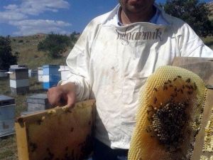 Arıcılar Yeni Sezona Kayıpsız Başladı