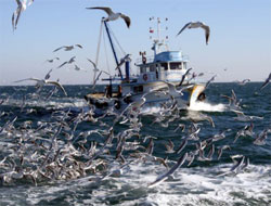 Balık avcılığına yeni kısıtlamalar geliyor