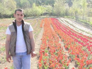 Bartın’da Lale Devri