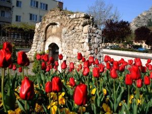 Amasya’da 60 Bin Lale Açtı