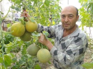 Mersin’de Kavun Hasadı Başladı