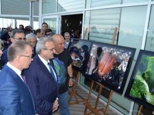 Gemlik Körfezinde Su Altındaki Hayat Fotoğraflandı