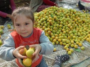 Türkiye’nin İlk Kayısı Hasadı Mersin’de Yapıldı