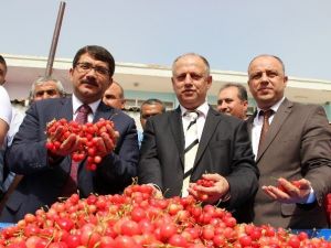 Kiraz Altını Solladı
