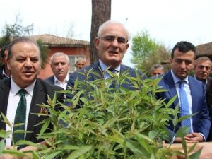 Büyükşehir Belediyesi’nden 25 Bin Şeftali Anacı Dağıtımı