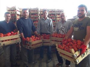Mersin’den Irak’a Domates İhracatı Başladı