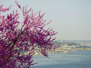 Fethipaşa Korusu’nda Renk Cümbüşü