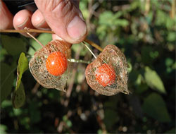 Şifa Kaynağı 'Altın Çilek' Rize'de