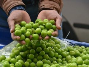 200 Tl’den Alıcı Bulan Erik, Kilosu 12 Tl’ye Düşünce Elde Kaldı