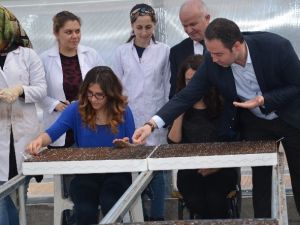 Tokat’ta 1 Milyon Sebze Fidesi Üretimi Hedefi