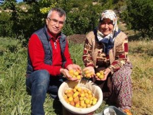 Kayısı Hasadı Mersin’de Başladı