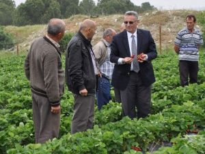 Manisa Tarımının Yükselen Yıldızı: Çilek