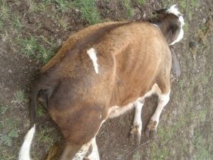 Çermik’te ‘Şap’ Karantinası