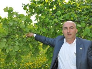 Gülal: “Emanete Verilen Fındıklar Geri İstenmeli”