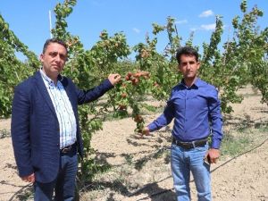 Mersin’de Erkenci Kayısı Hasadı 15 Gün Önce Başladı
