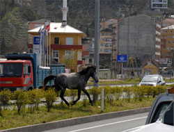 Rize'de Sahipsiz At Trafiği Birbirine Kattı
