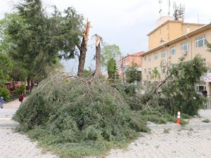 Şiddetli Rüzgar Ağaçları Kökünden Söktü