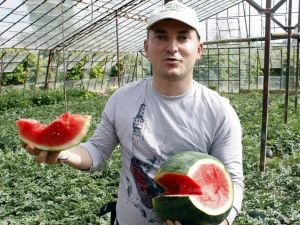 Türkiye’nin İlk Karpuz Hasadı Antalya’da Başladı