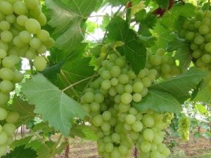 Üzüm Hasadı Mersin’de Başladı