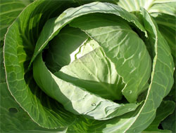 Karadenizliye bir lahana türü daha geliştirildi