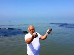 Mersin’de Sahile Binlerce Ölü Balık Vurdu