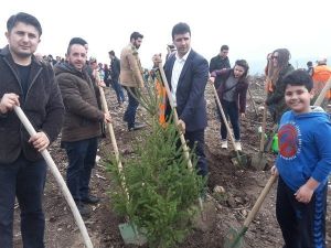 Ak Gençlik 1 Ayda 70 Bin Fidan Dikti
