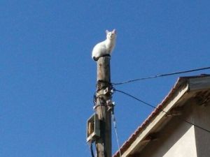 Telefon Direğinde Mahsur Kalan Kediyi İtfaiye Kurtardı