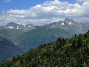 Doğu Karadeniz’de 600 Bitki Tehlike Altında
