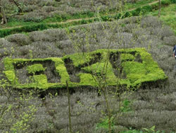 Başbakan Sevgisini Tarlaya Taşıdı